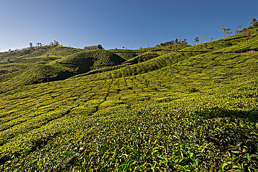 dàn đề chuẩn