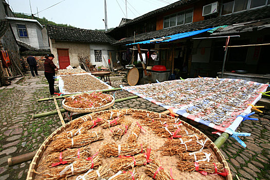 dan song thu lo