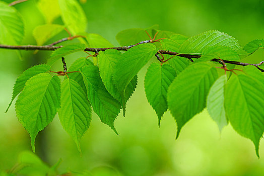 soi cầu tứ quý 7