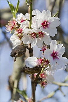 đề bạch thủ hôm nay