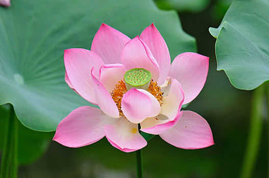 lô ba càng